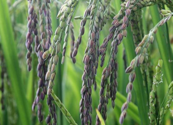 کاشت، داشت و برداشت برنج بنفش